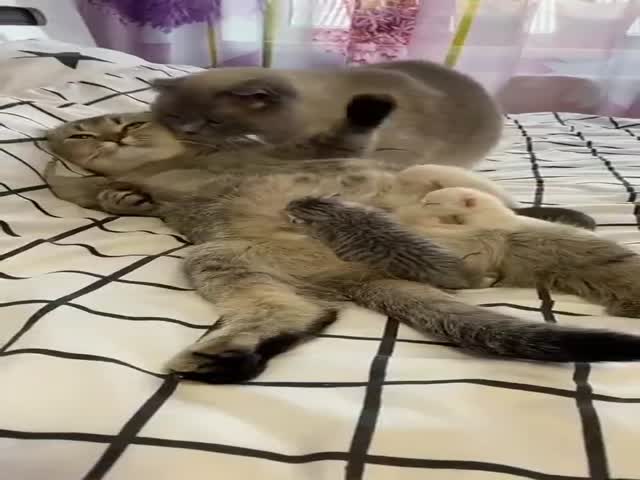 Happy Family