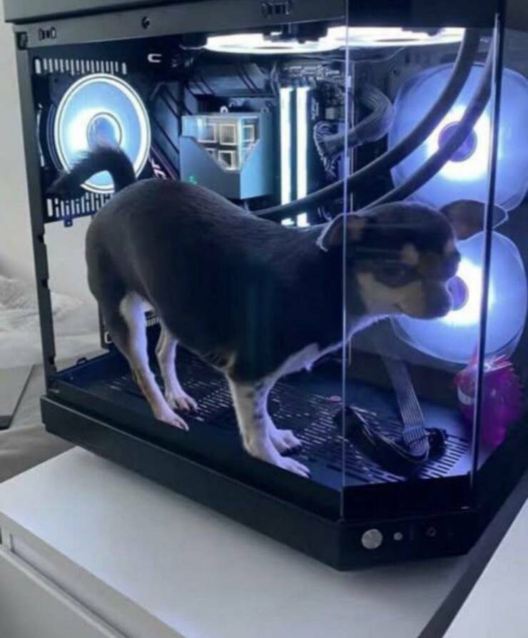 Daily Picdump [WEEKEND EDITION]