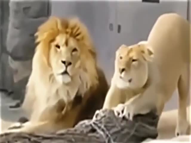 Jealousy