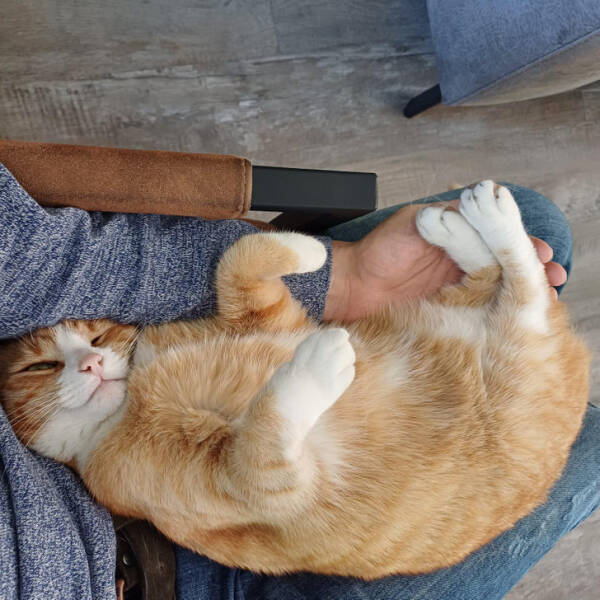 Animals So Sweet, They’re Breaking The Law