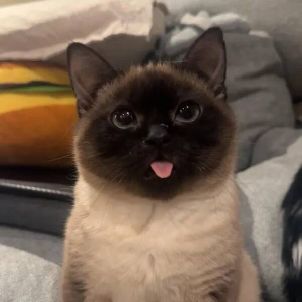 Animals So Sweet, They’re Breaking The Law