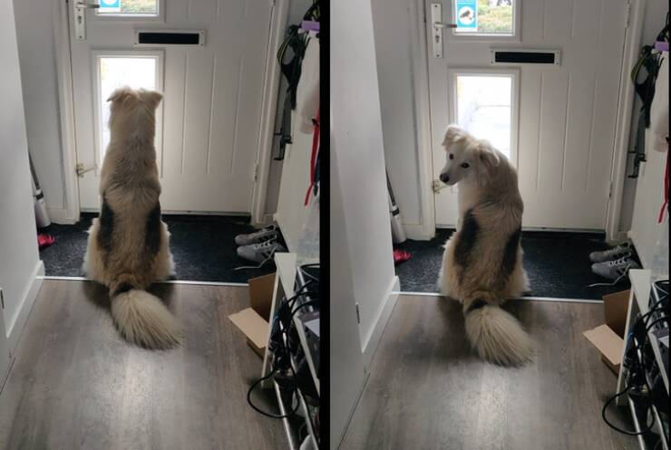 Animals So Sweet, They’re Breaking The Law