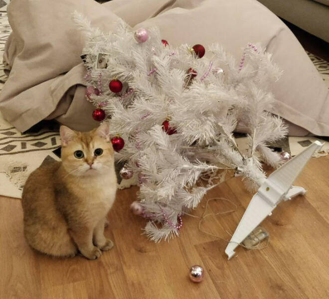 Animals So Sweet, They’re Breaking The Law