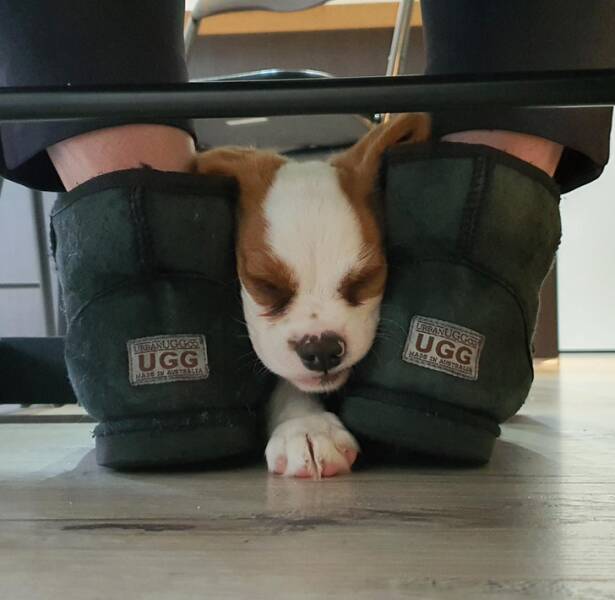 Animals So Sweet, They’re Breaking The Law