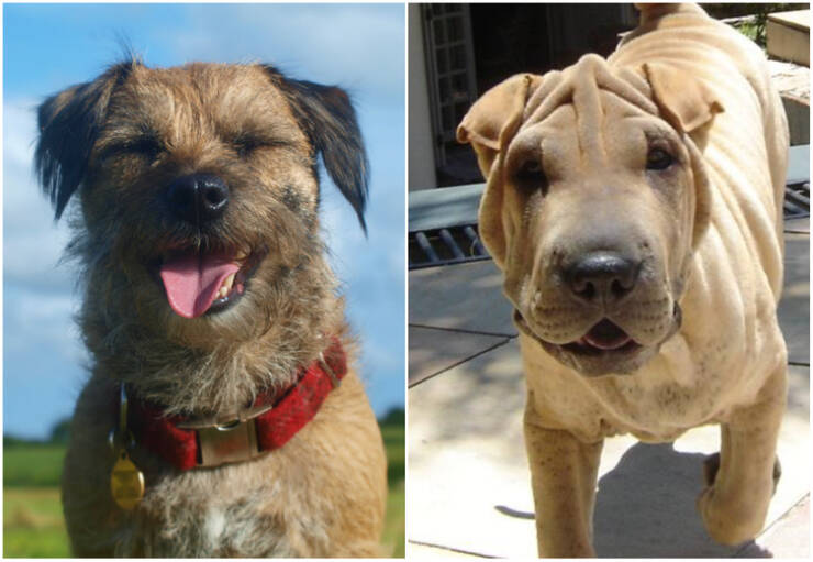 Animals So Sweet, They’re Breaking The Law