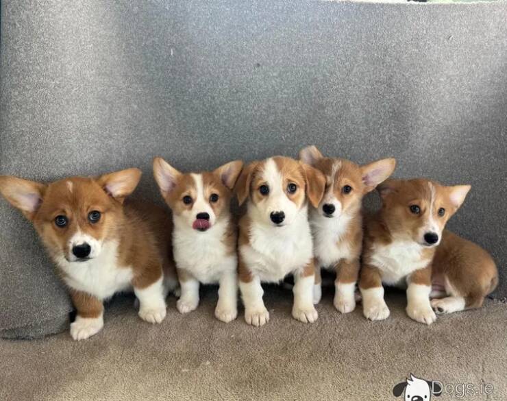 Animals So Sweet, They’re Breaking The Law