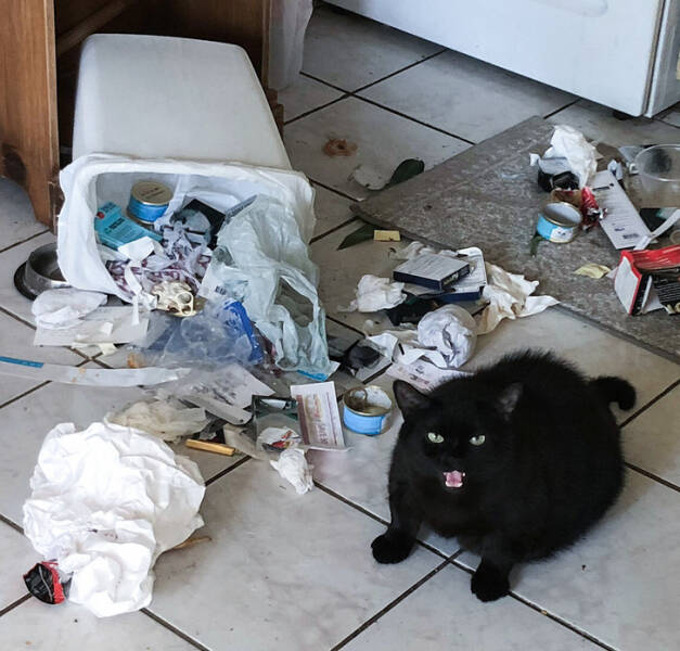 Animals So Sweet, They’re Breaking The Law