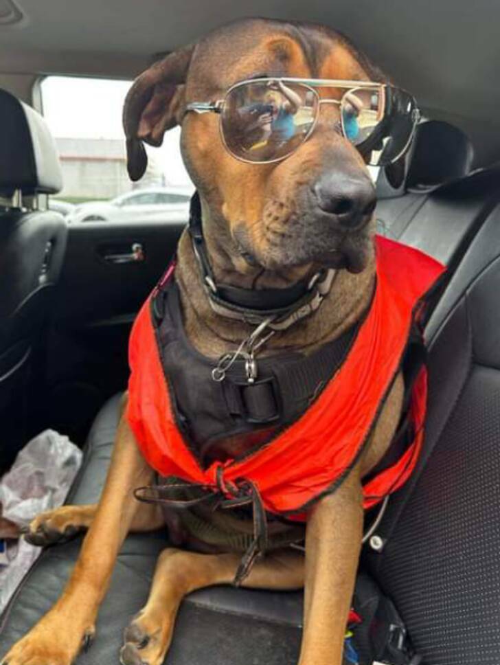 Animals So Sweet, They’re Breaking The Law