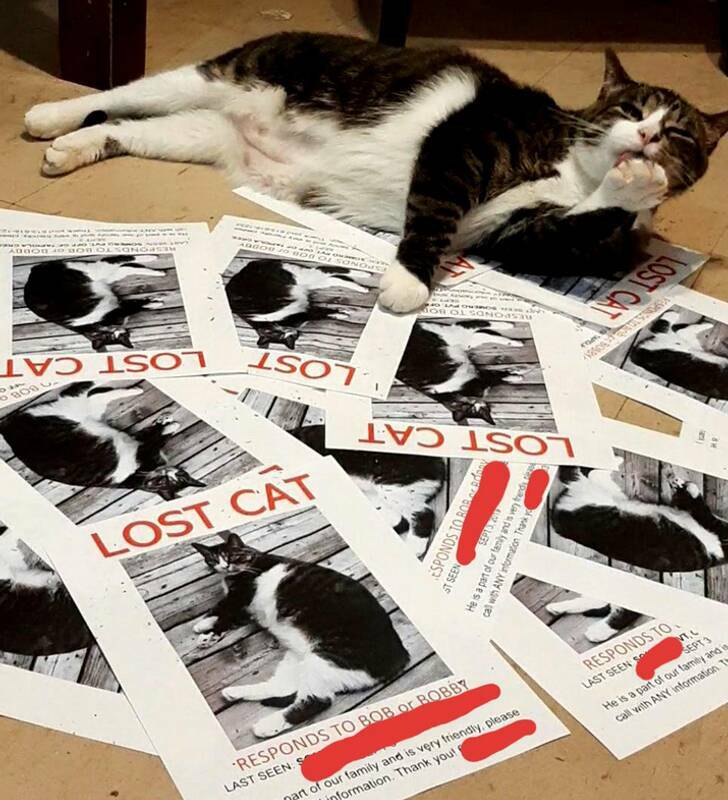 Animals So Sweet, They’re Breaking The Law