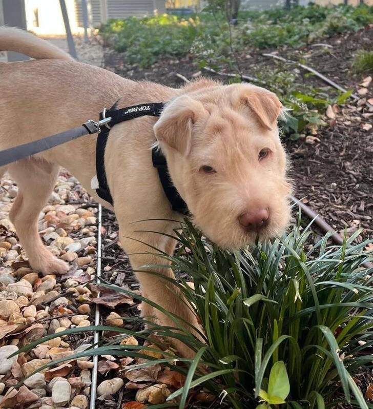 Animals So Sweet, They’re Breaking The Law