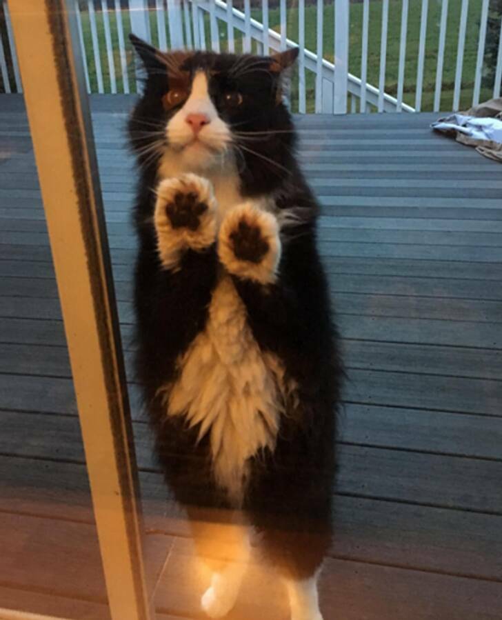 Animals So Sweet, They’re Breaking The Law