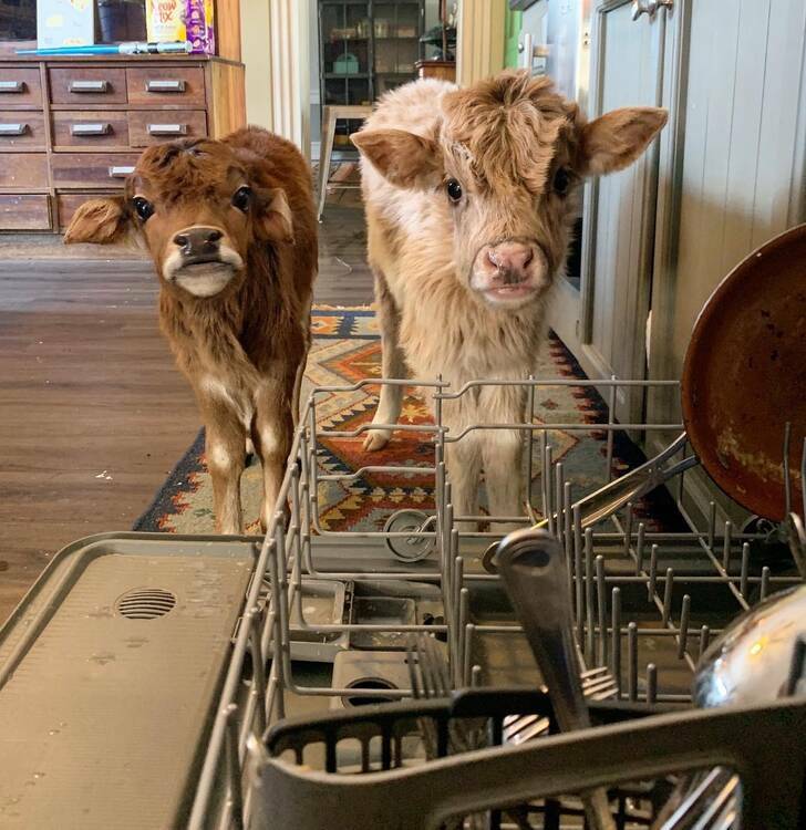 Animals So Sweet, They’re Breaking The Law