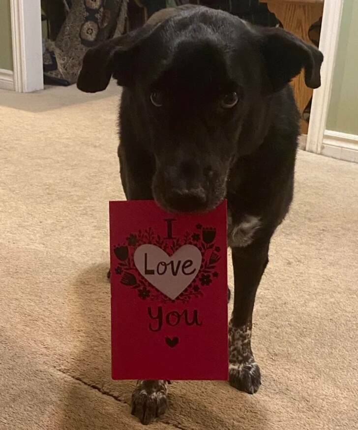 Animals So Sweet, They’re Breaking The Law