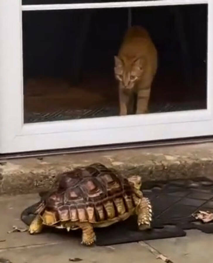 Animals So Sweet, They’re Breaking The Law