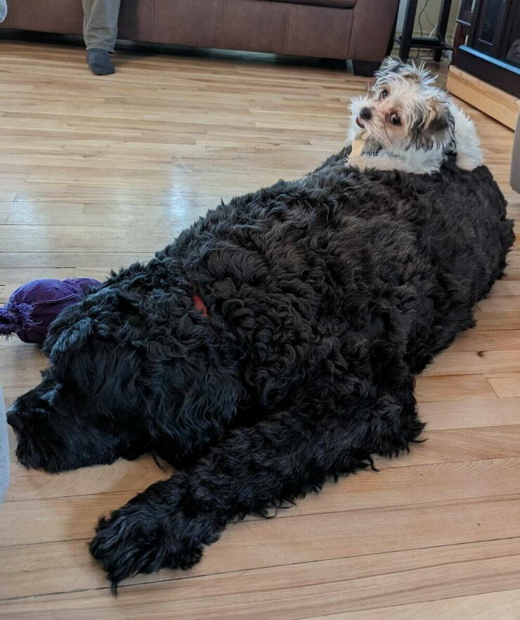 Daily Picdump Daily Picdump