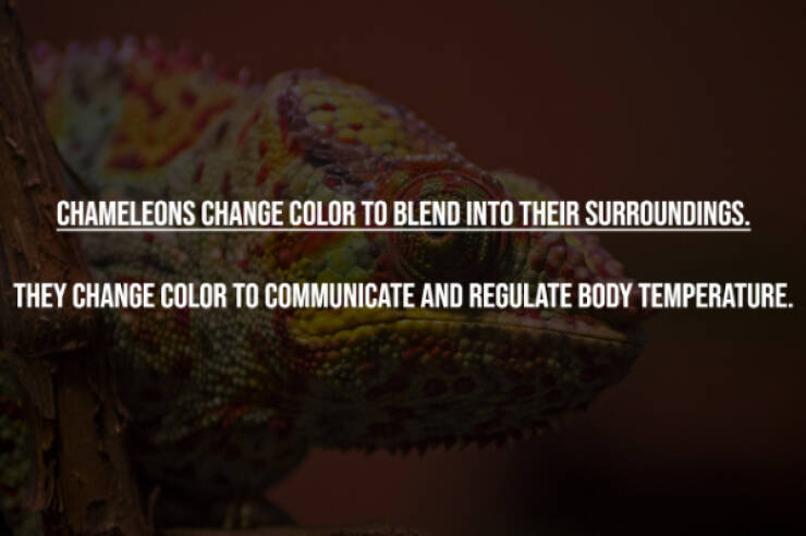 Busting Everyday Myths One Fact At A Time