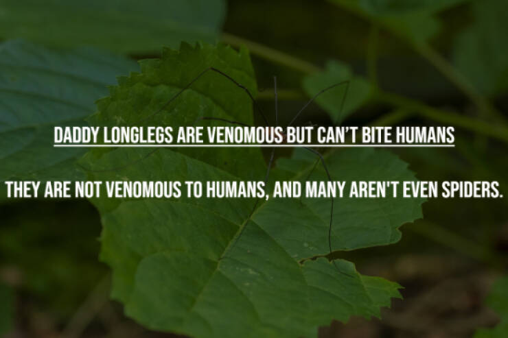 Busting Everyday Myths One Fact At A Time