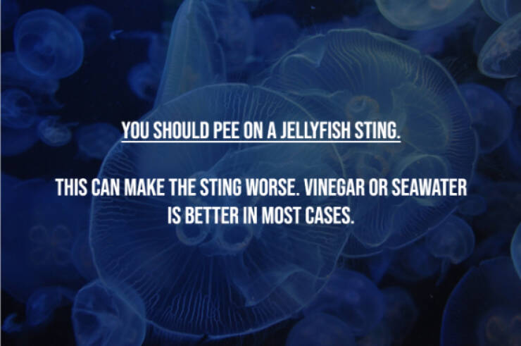 Busting Everyday Myths One Fact At A Time