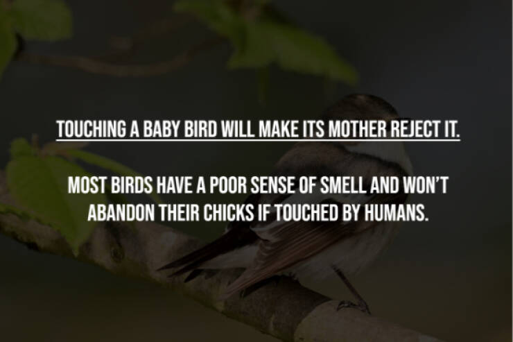 Busting Everyday Myths One Fact At A Time