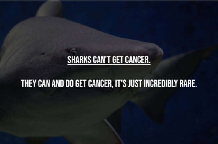 Busting Everyday Myths One Fact At A Time