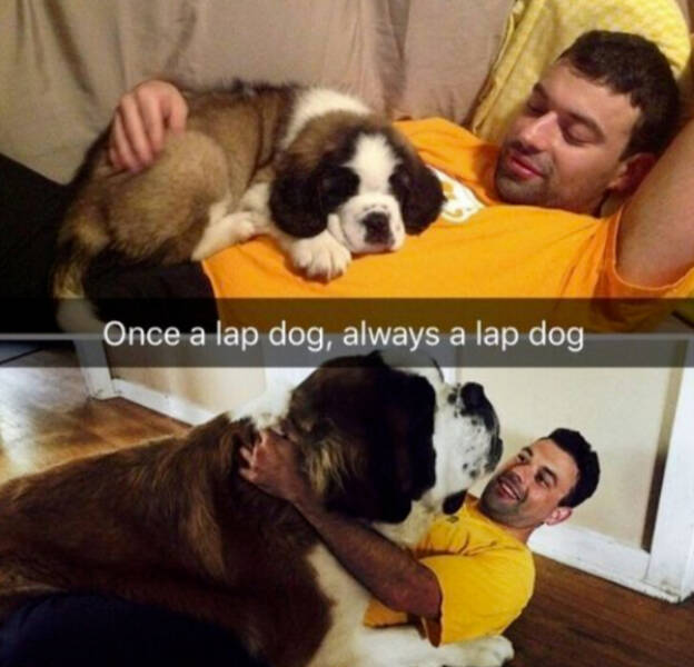 Heartwarming Memes That Are Pure Joy