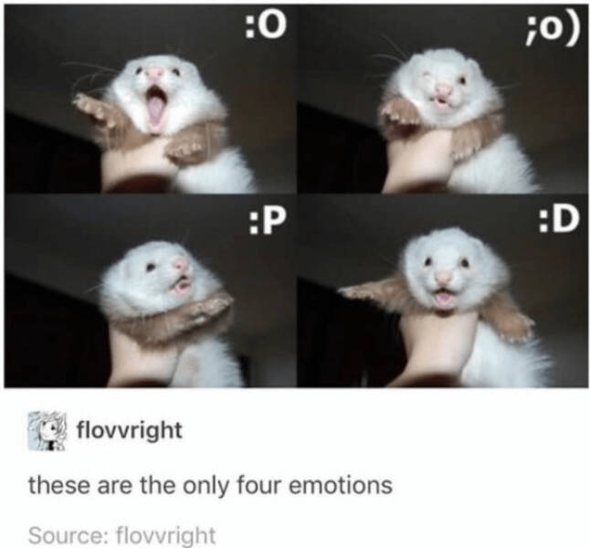 Heartwarming Memes That Are Pure Joy