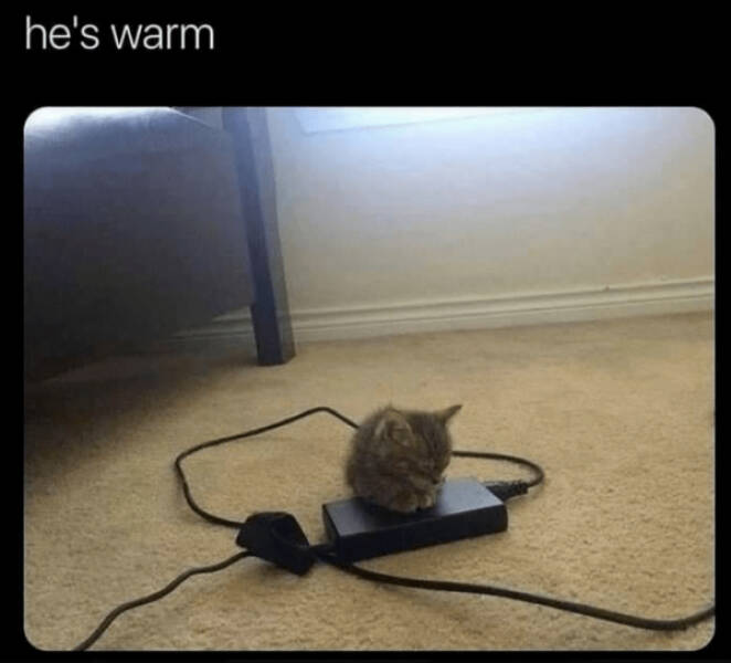 Heartwarming Memes That Are Pure Joy