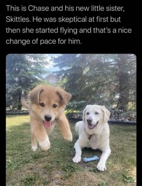 Heartwarming Memes That Are Pure Joy