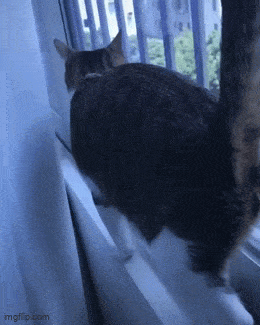 Daily Gifdump