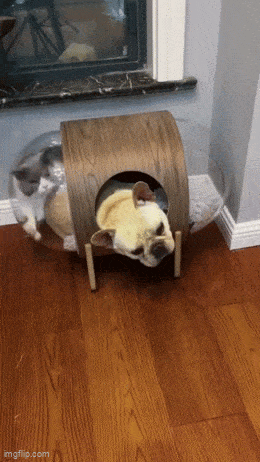Daily Gifdump
