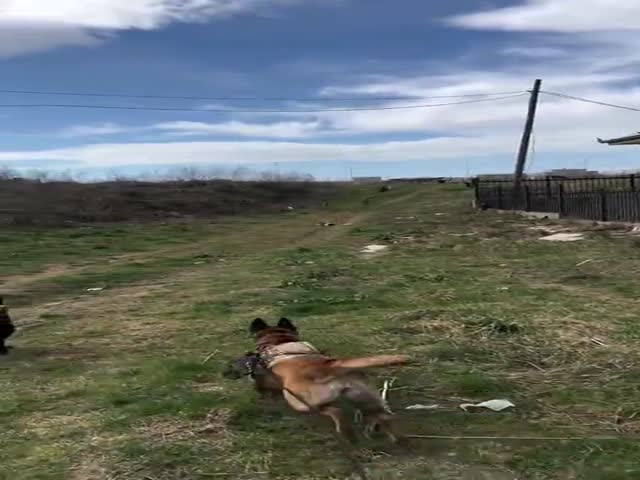 Two Belgian Malinois Shepherds