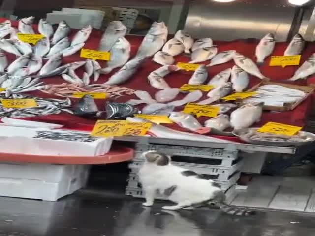 Somewhere In A Turkish Shop