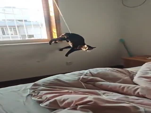 Cats Being Cats
