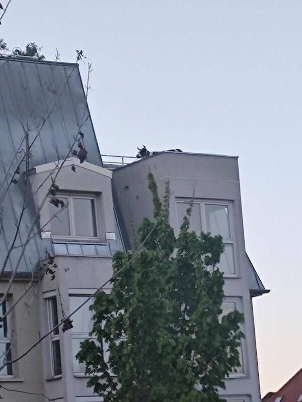 Logic Checked Out Hours Ago