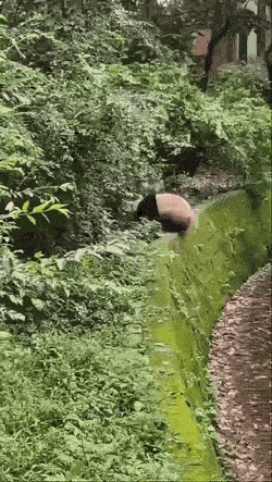 Daily Gifdump Daily Gifdump