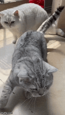 Daily Gifdump Daily Gifdump