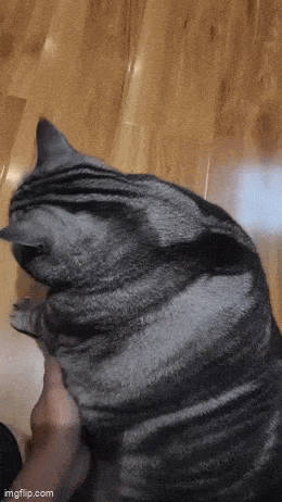 Daily Gifdump Daily Gifdump