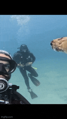 Daily Gifdump Daily Gifdump