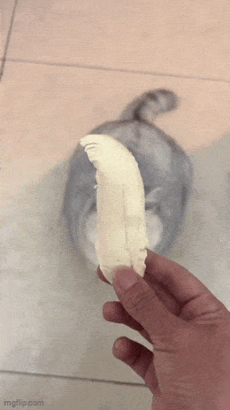 Daily Gifdump Daily Gifdump