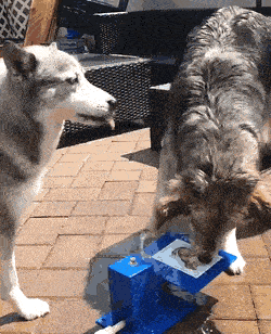 Daily Gifdump Daily Gifdump