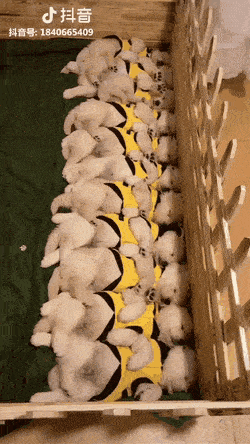 Daily Gifdump Daily Gifdump