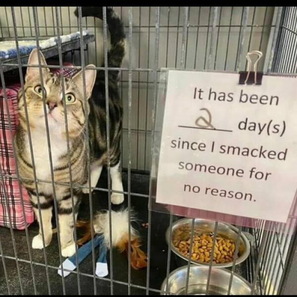 Snapshots Of Cats Just Being Weird