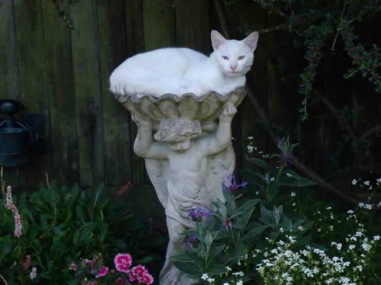 Snapshots Of Cats Just Being Weird