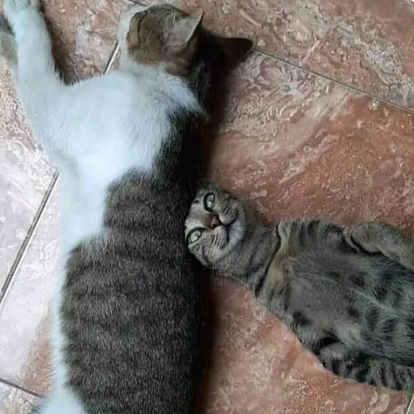 Snapshots Of Cats Just Being Weird Snapshots Of Cats Just Being Weird