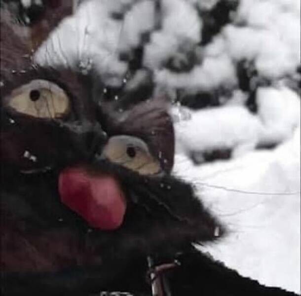 Snapshots Of Cats Just Being Weird Snapshots Of Cats Just Being Weird