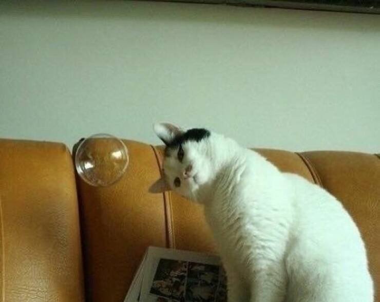 Snapshots Of Cats Just Being Weird Snapshots Of Cats Just Being Weird