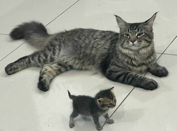 Snapshots Of Cats Just Being Weird Snapshots Of Cats Just Being Weird