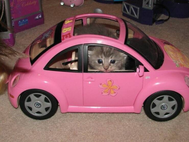 Snapshots Of Cats Just Being Weird