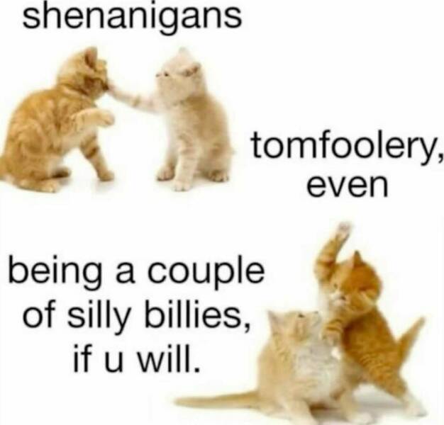 Snapshots Of Cats Just Being Weird Snapshots Of Cats Just Being Weird