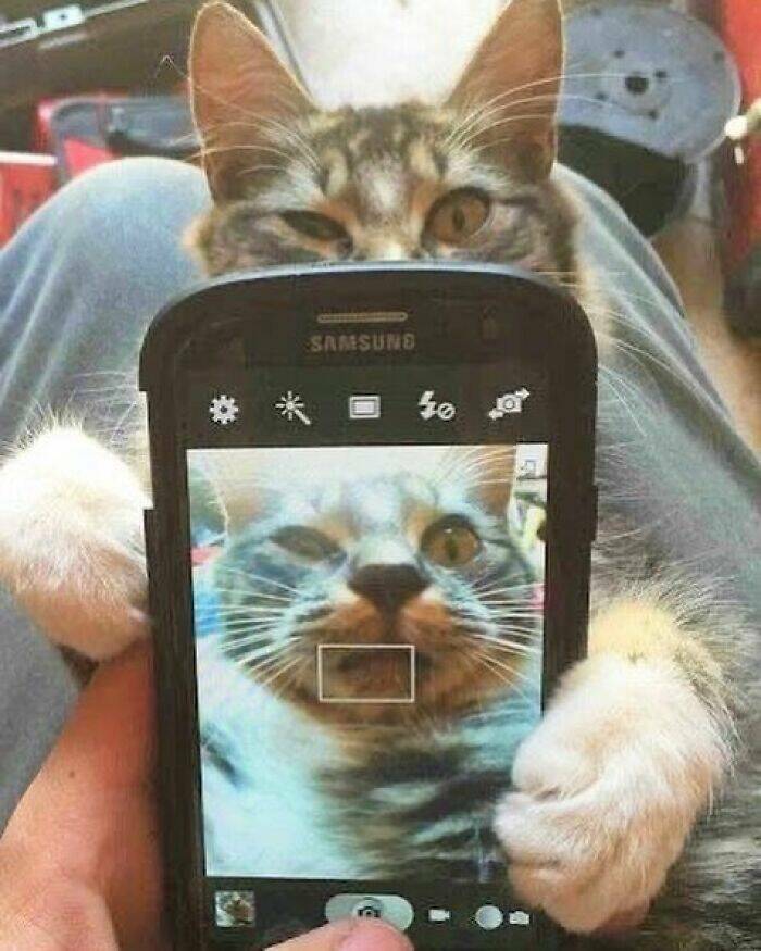 Snapshots Of Cats Just Being Weird